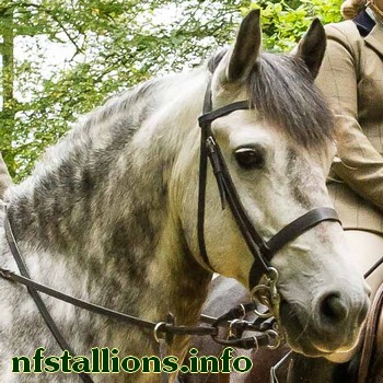 Backley Mistral