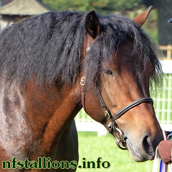 Bullhill Major