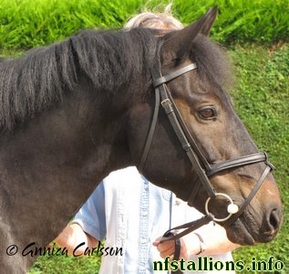 Burley Branston