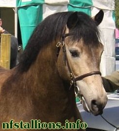 Burley Hallmark