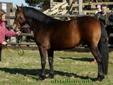 Backley Grenadier, Stallion Passing 2013