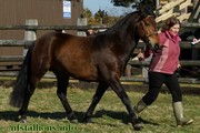 Backley Grenadier, Stallion Passing 2013