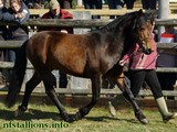 Backley Grenadier, Stallion Passing 2013