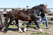 Bakeburn Benny, Stallion Passing 2011