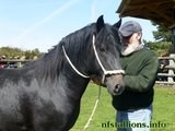Stallion Passing 2014