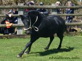 Stallion Passing 2014