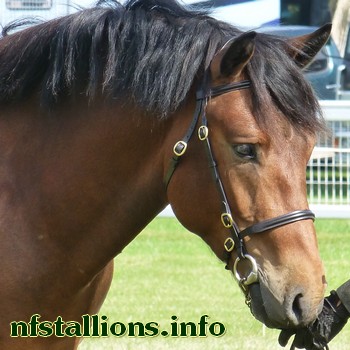 Doorage Olympic Boy