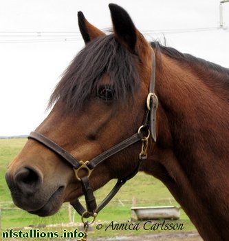 Farriers Field of Dreams