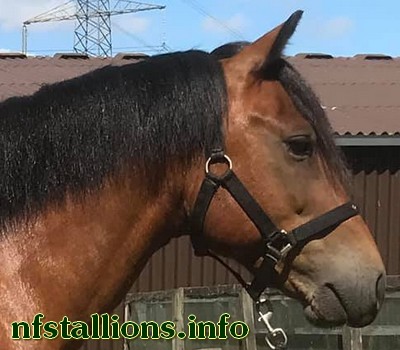 Farriers Finale