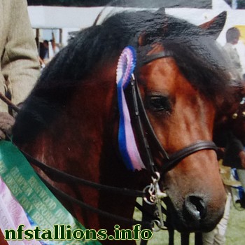 Farriers New Flame