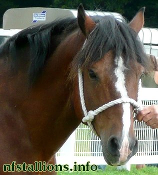 Farriers Rambler