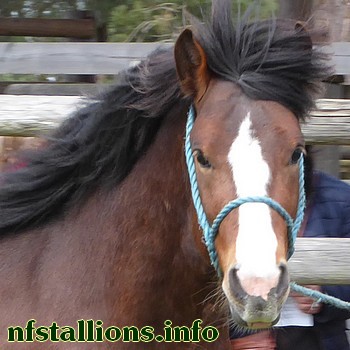 Fidleywood Falconer