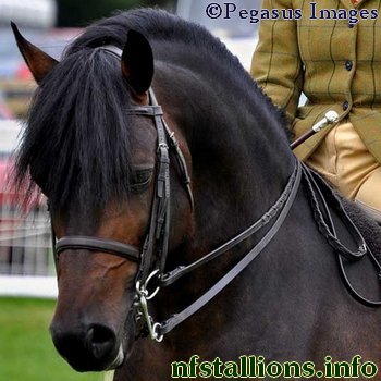 Furzley Accolaide