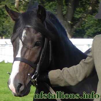 Halestorm Branston Pickle