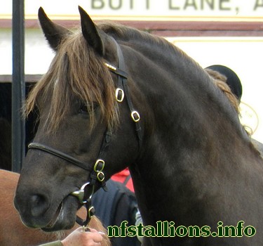 Hollybrooke Tinker
