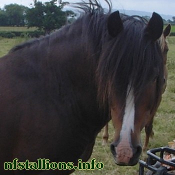 Knightsway Billy Boy