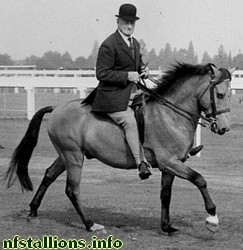 Knightwood Spitfire