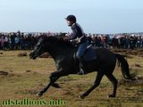 Kilncopse Black Label, Point to Point, Boxing Day 2007