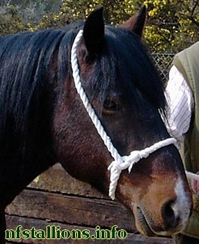 Limekiln Survivor