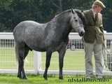 Breed Show 2013