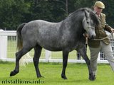 Breed Show 2013