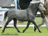 Breed Show 2013