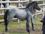 Colt Inspections 2009