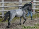 Colt Inspections 2009
