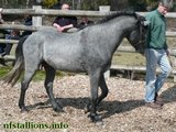 Stallion Passing 2010