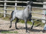 Stallion Passing 2010