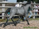 Stallion Passing 2010