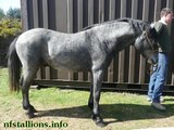 Stallion Passing 2011
