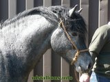 Stallion Passing 2011