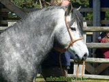 Stallion Passing 2014