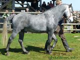 Stallion Passing 2014