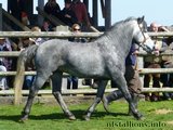 Stallion Passing 2014