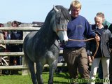 Stallion Passing 2014