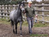 Stallion Passing 2012