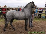 Stallion Passing 2012