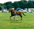 Peveril Peterborough, Breed Show 1994
