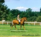 Peveril Peterborough, Breed Show 1994