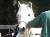 Portmore Tempest, Stallion Passing 2010