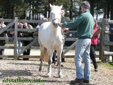 Portmore Tempest, Stallion Passing 2010