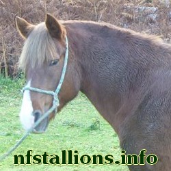 Sabinas Starborough