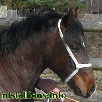 Silverlea Braveheart