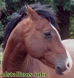 Silverlea Flash Harry