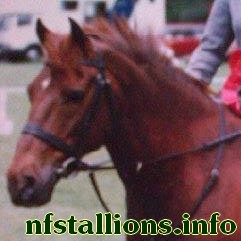 Stafford Chocolate General
