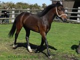 Stallion Passing 2014