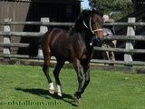 Stallion Passing 2014
