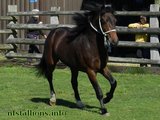 Stallion Passing 2014